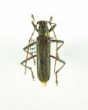 Click for more details.